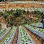 700 Lahan Milik Pemkab Bandung Belum Tersertifikasi, Termasuk Tanah Sekolah Dasar, Ini Penjelasan Bupati