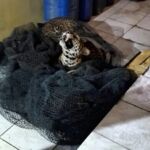Habitat Rusak, Macan Tutul Masuk Permukiman dan Serang Warga Pacet Kabupaten Bandung