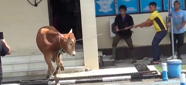 Sapi Kurban Masuk Ruangan SIM, Tukang Jagal Terluka