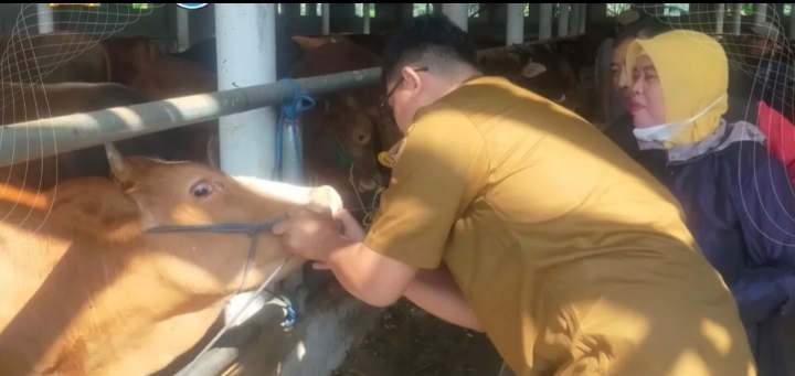 Diskanak Sumedang Pastikan Stok Hewan Kurban Surplus
