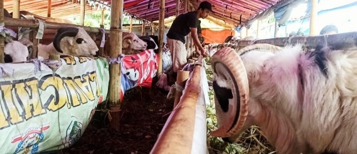 Lapak Kurban Kolektif di Kota Bandung Dinilai Efektif, Penjualan Hewan Kurban Lebih Tertib
