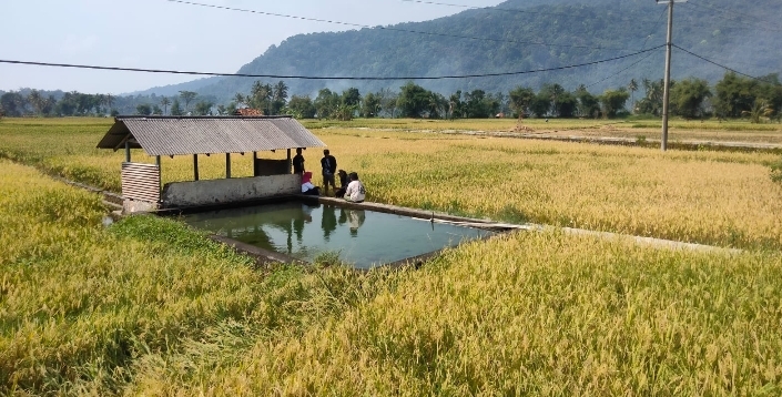 Produksi Padi Sumedang Capai 294 Ribu Ton